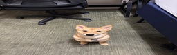 Shiba Inu dogs for sale: Zuko - Ad 1