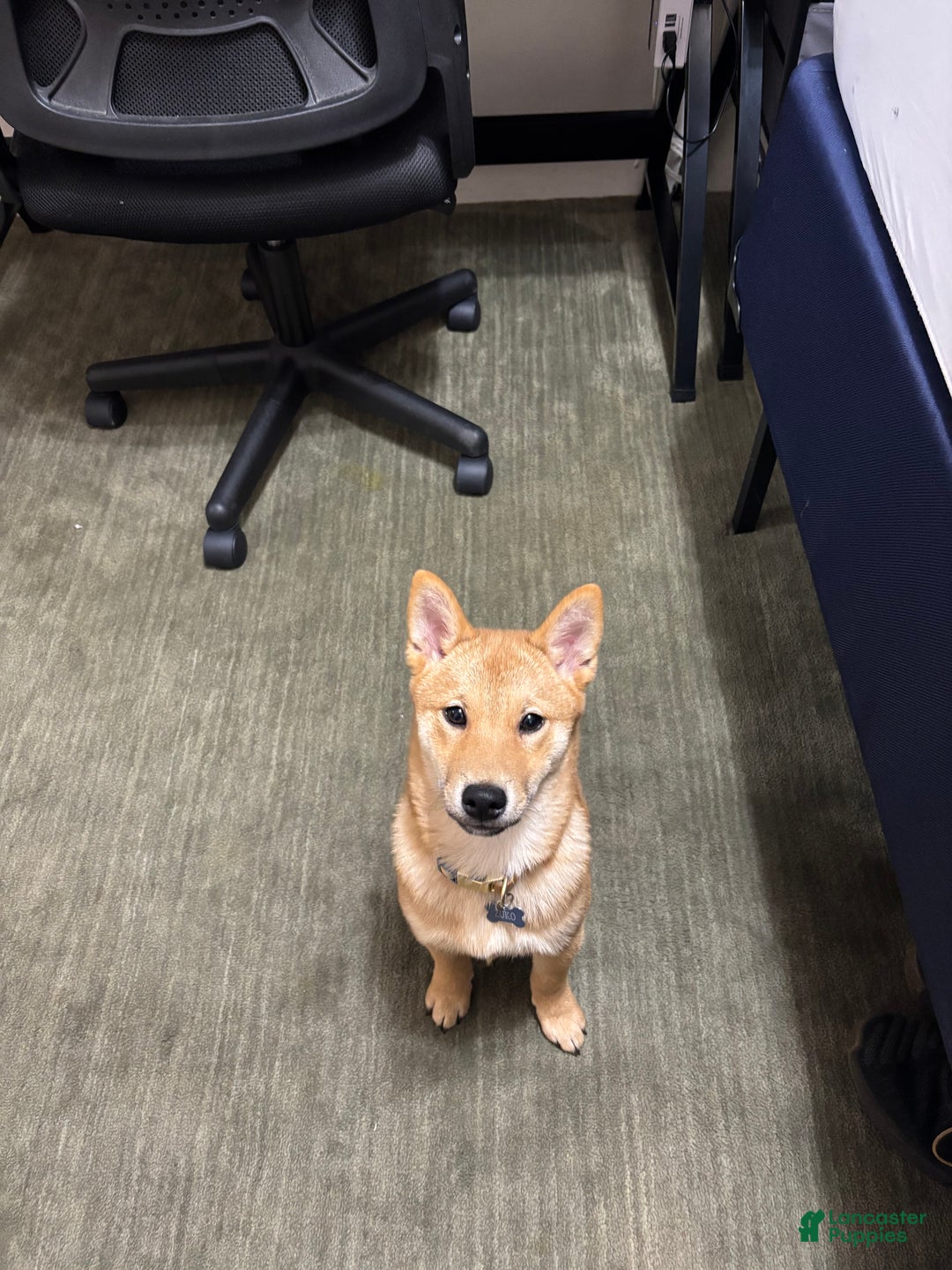 Shiba Inu dogs for sale: Zuko - Ad 1