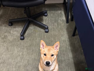 Shiba Inu dogs Zuko - Ad 16