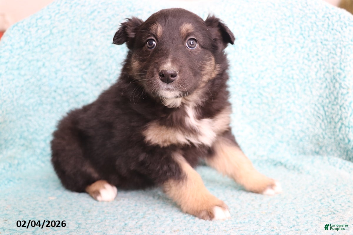 Australian Shepherd dogs Cocoa - Ad 2