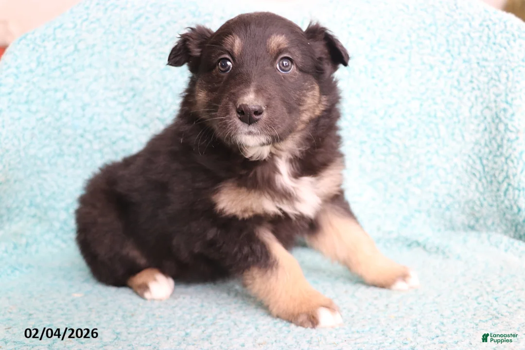 Australian Shepherd dogs for sale: Cocoa - Ad 2