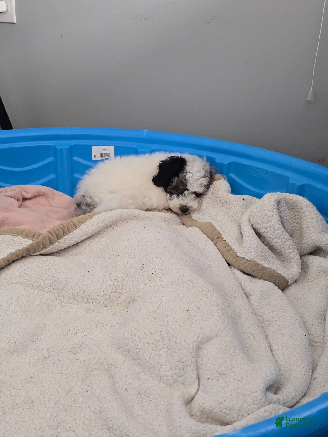 Miniature Poodle dogs for sale: Luna - Ad 2