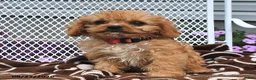 Cavapoo dogs for sale: Curious   - Ad 3
