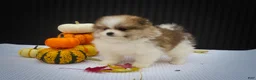 Pomeranian dogs for sale: Macey 🎀 - Ad 12