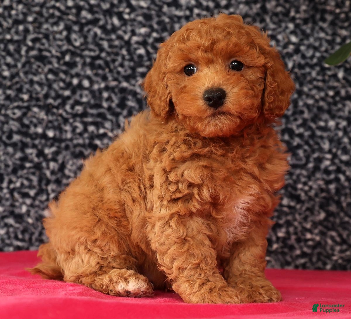 Bichpoo dogs Felix - Ad 4