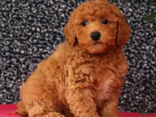 Bichpoo dogs Felix - Ad 4