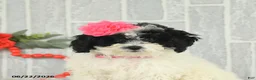 Bichpoo dogs for sale: Miss Patty - Ad 3