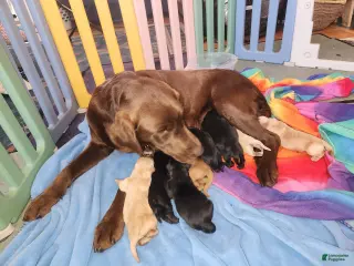 Labrador Retriever dogs black female - Ad 1