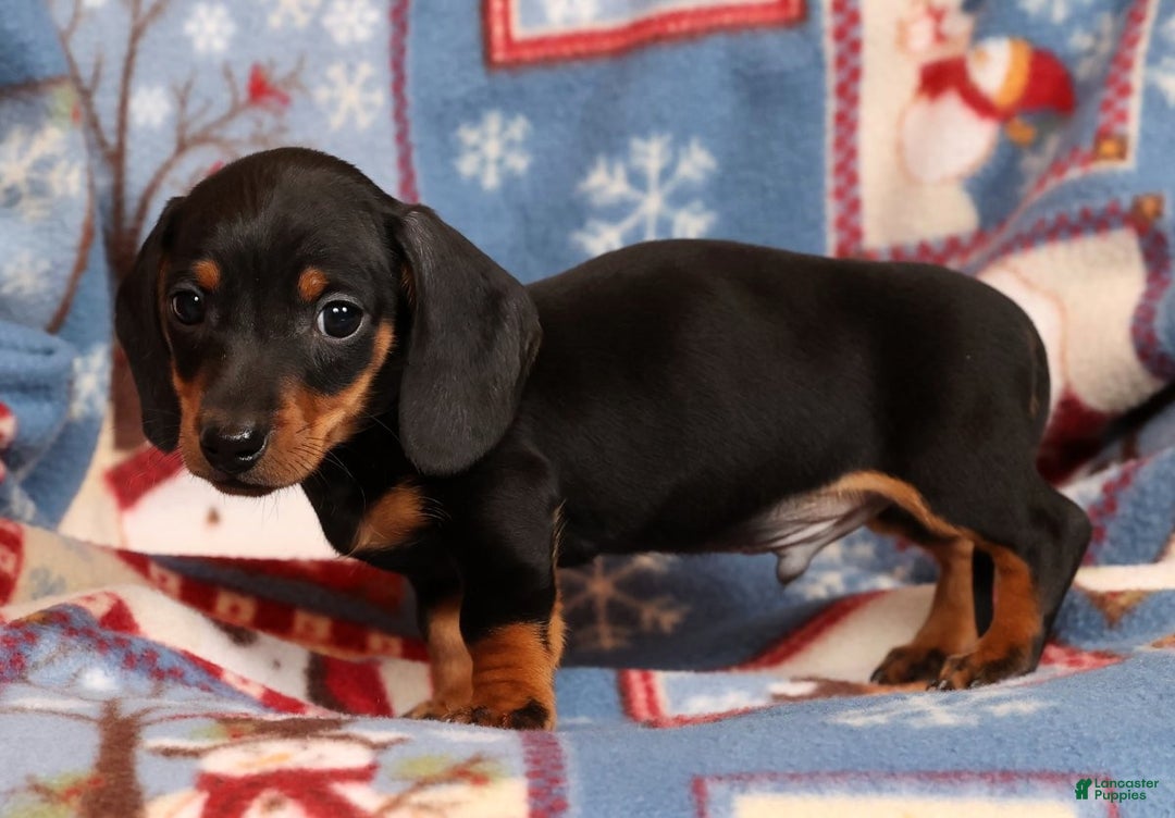 Miniature Dachshund dogs for sale: Henry - Ad 9