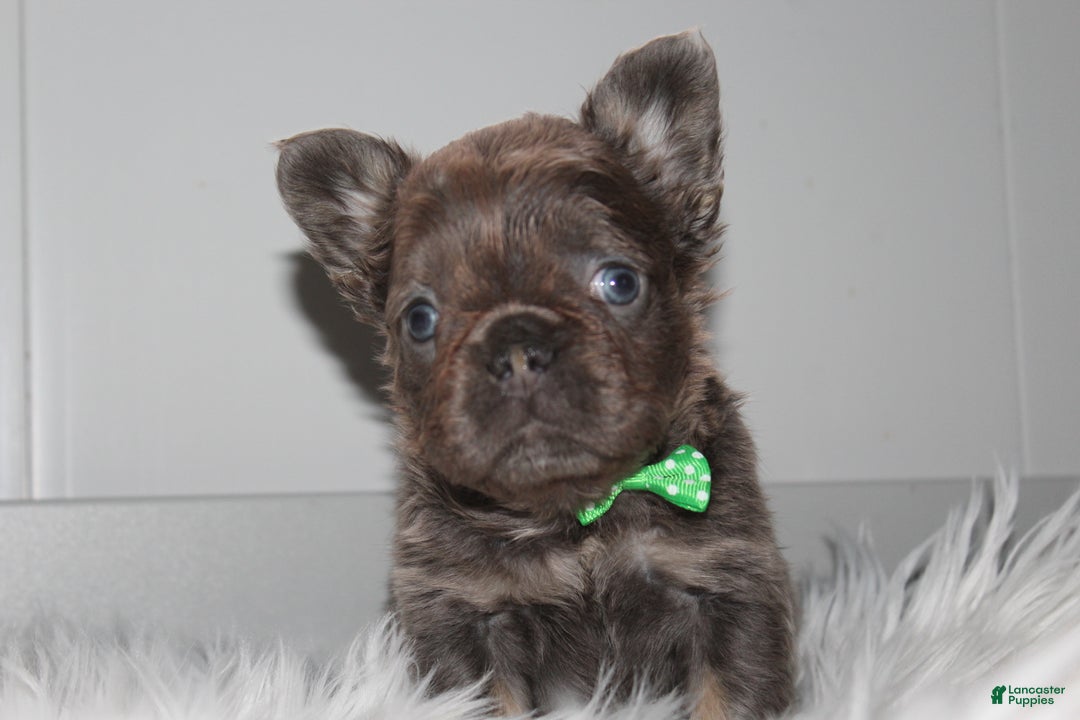 French Bulldog dogs for sale: French Bulldog Puppy 1 - Ad 2