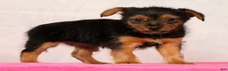 Yorkshire Terrier dogs for sale: Nova - Ad 4