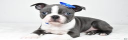 Boston Terrier dogs for sale: Griffin - Ad 5