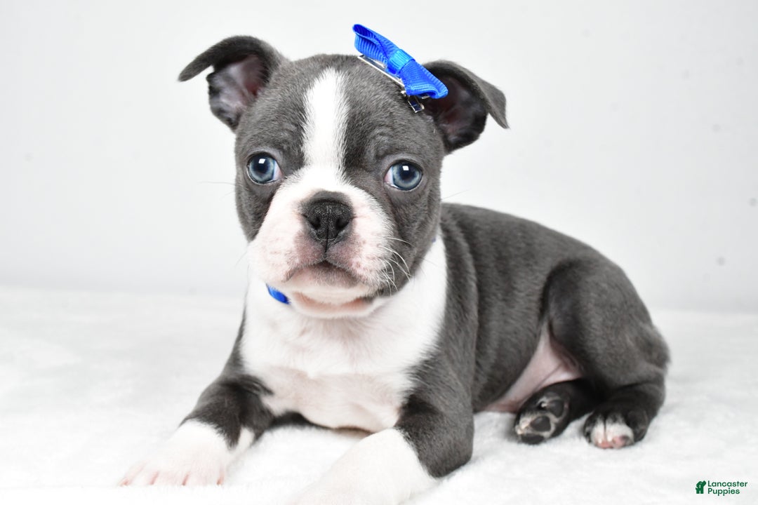Boston Terrier dogs for sale: Griffin - Ad 5