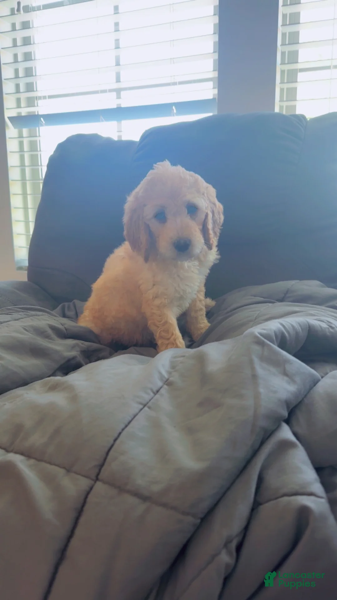 Goldendoodle dogs for sale: Goldendoodle Baby Girl Purple  - Ad 2