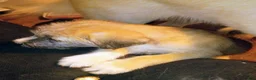 Mixed Breed dogs for sale: RUFFEE - Ad 4