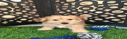 Yochon dogs for sale: Gabriel Precious Yochon Puppy - Ad 3