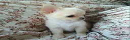 Chihuahua dogs for sale: Applehead boy Hand Delivery  - Ad 5