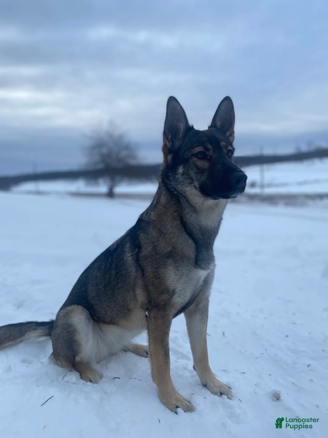 Mixed Breed dogs for sale: Mixed Breed Puppy 2 - Ad 2