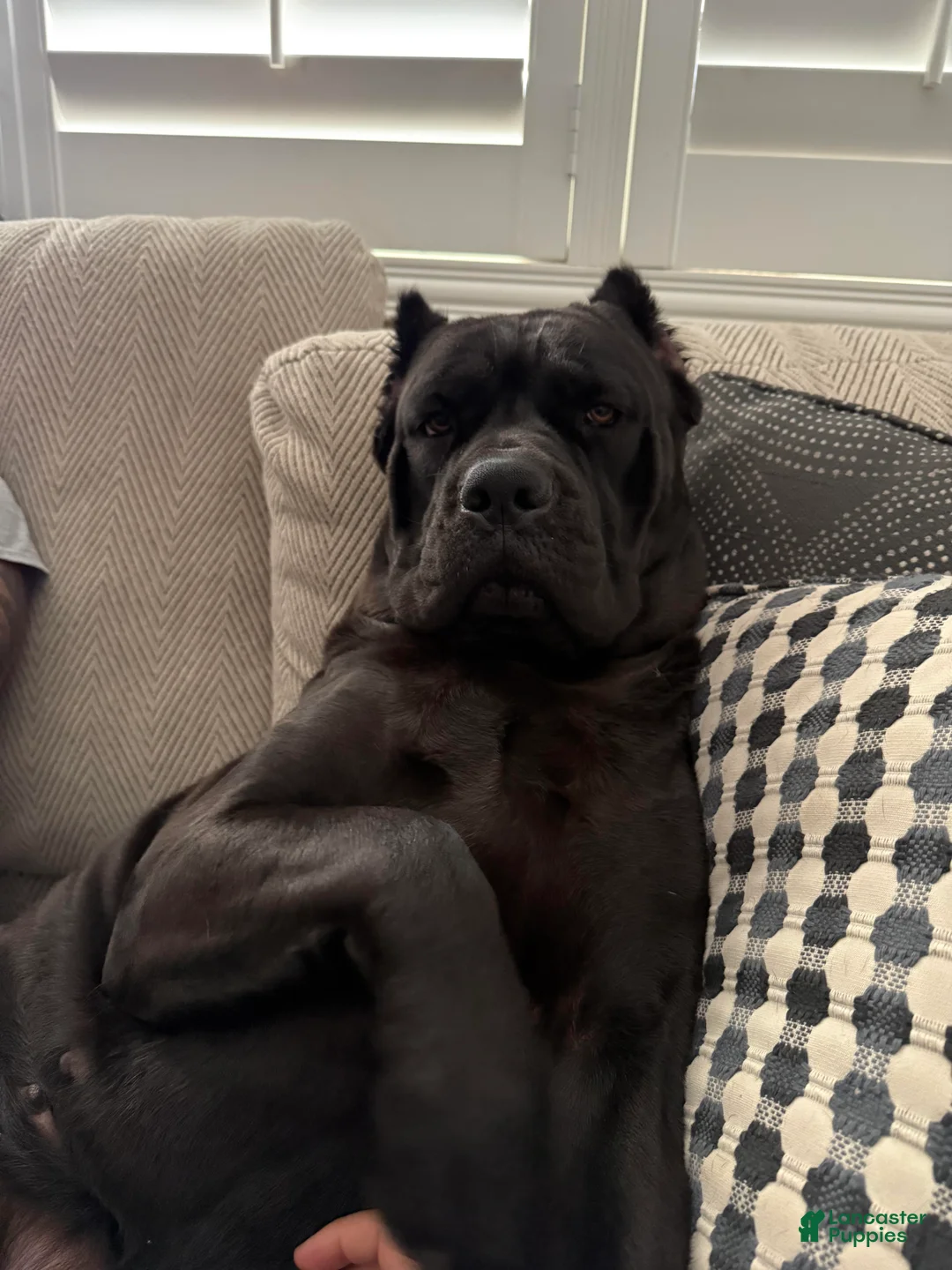 Cane Corso dogs for sale: Purple Collar: Female - Ad 2