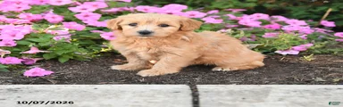 Roxie