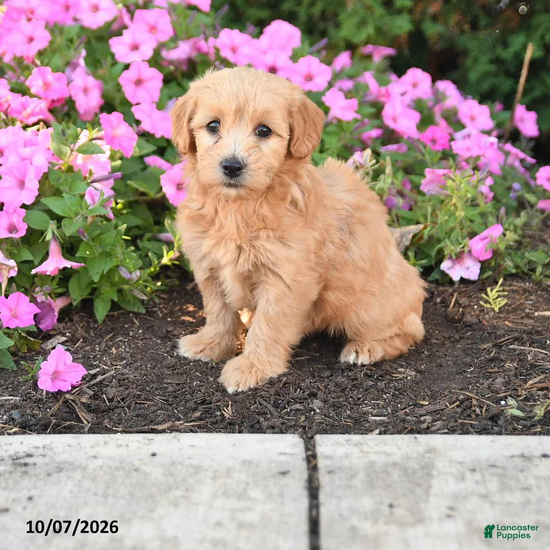 Mini Goldendoodle dogs for sale: Roxie - Ad 1