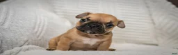 French Bulldog dogs for sale: Alexander - Ad 1