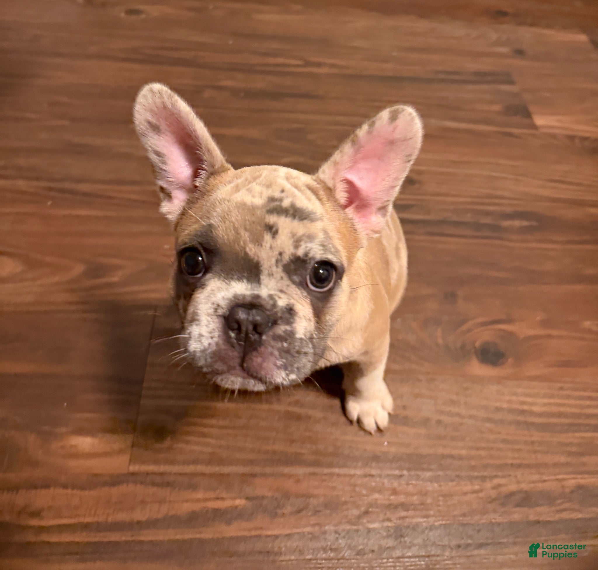 French Bulldog dogs Izzy - Ad 1