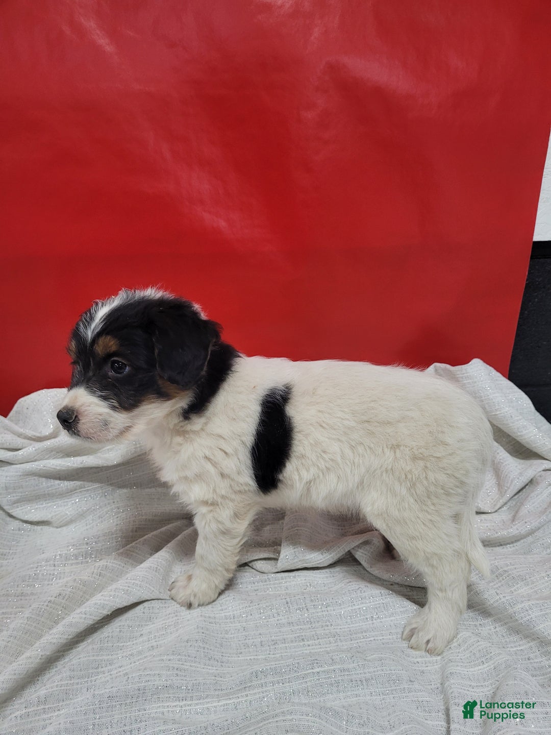 Mixed Breed dogs for sale: Mixed Breed Puppy 6kyler - Ad 2