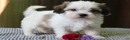 Mixed Breed dogs for sale: Kaydence - Ad 3
