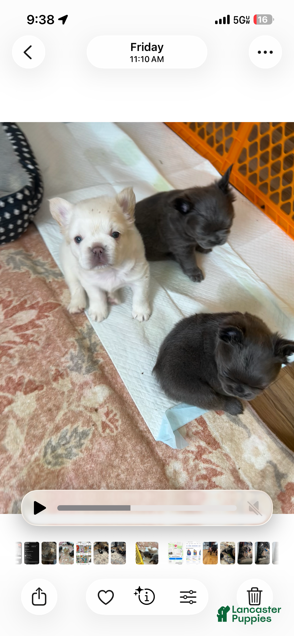 French Bulldog dogs French Bulldog Puppy 2 - Ad 1