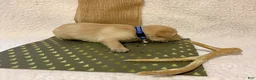 Labrador Retriever dogs for sale: Labrador Retriever Clifford blue collar  - Ad 3