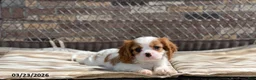 Cavalier King Charles Spaniel dogs for sale: Max - Ad 6