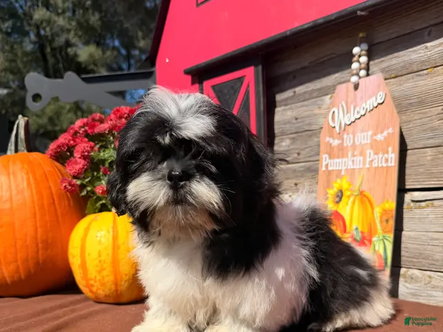 Shih Tzu dogs for sale: Shane Shih Tzu - Ad 1