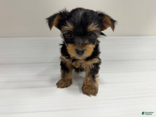 Yorkshire Terrier dogs Pauly - Ad 22