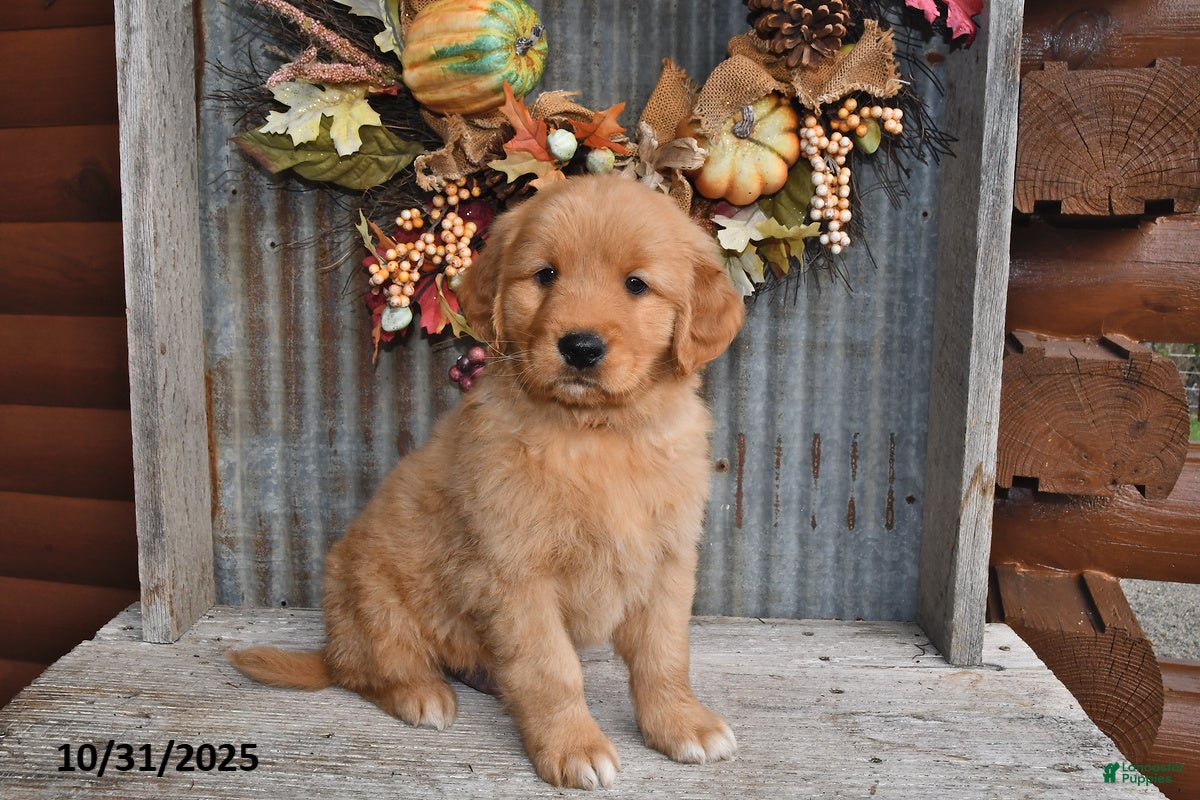 Golden Retriever Puppies for sale in Lynchburg, Virginia