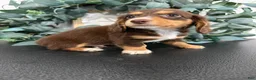 Miniature Dachshund dogs for sale: Rowan - Ad 9