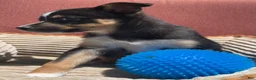 Mixed Breed dogs for sale: Cody - Ad 4