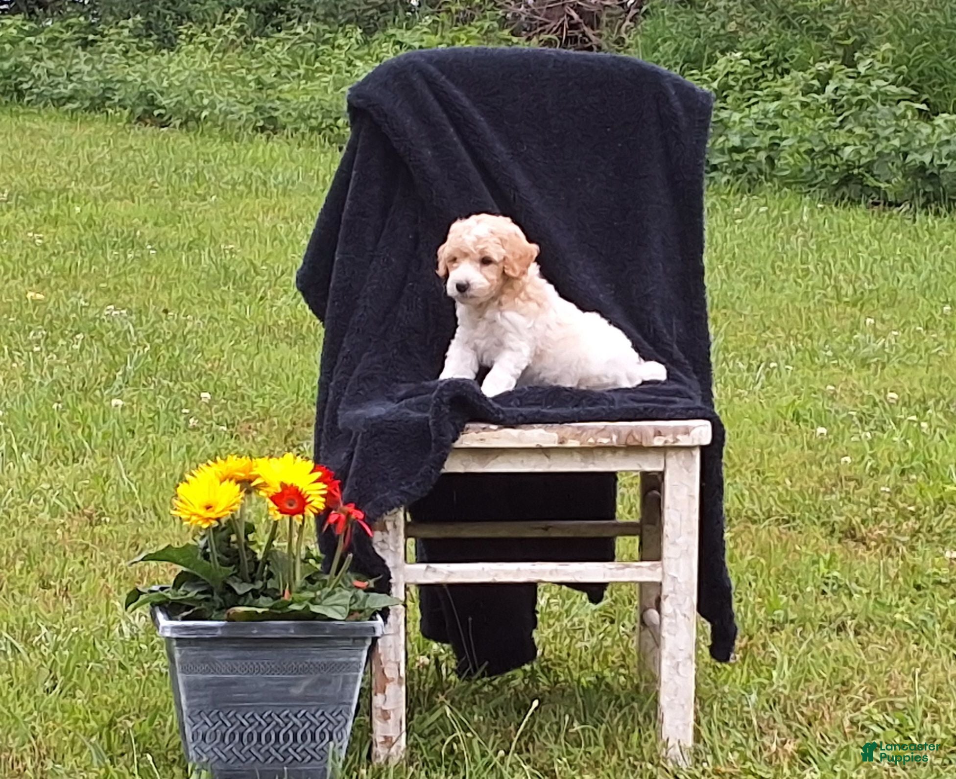 Miniature Poodle dogs Riley  - Ad 1