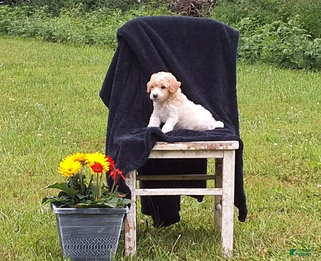 Miniature Poodle dogs for sale: Riley  - Ad 1