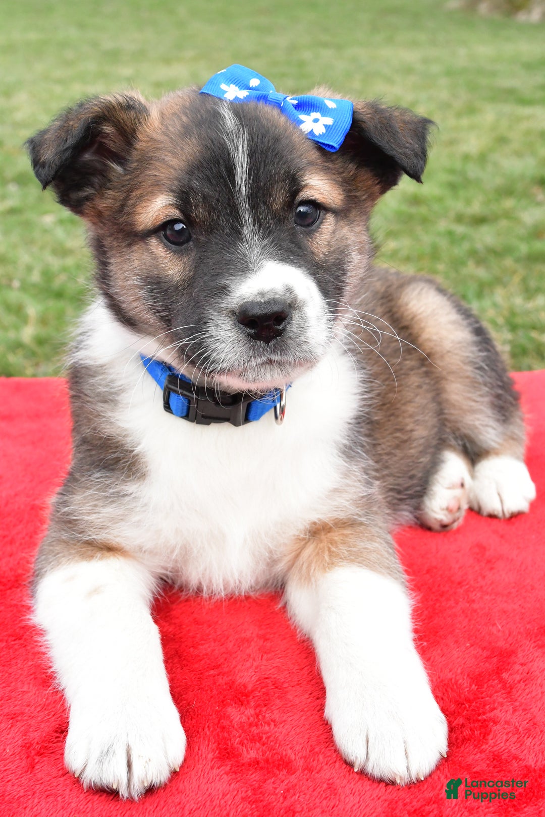 Mixed Breed dogs for sale: Max - Ad 5