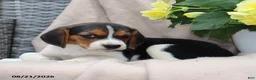 Beagle dogs for sale: Remi - Ad 5