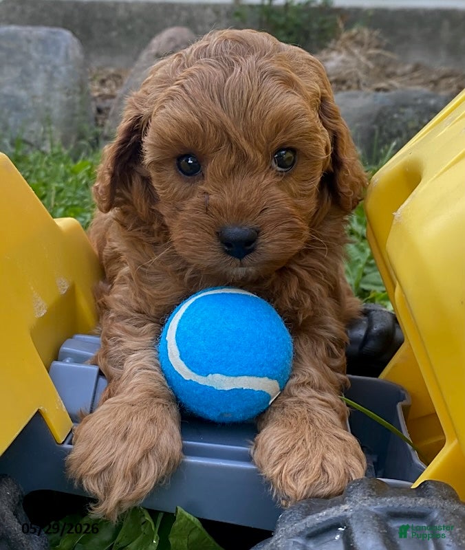 Cavapoo dogs Hector - Ad 1