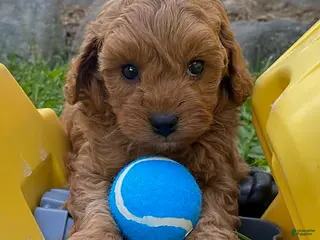 Cavapoo dogs for sale: Hector - Ad 1