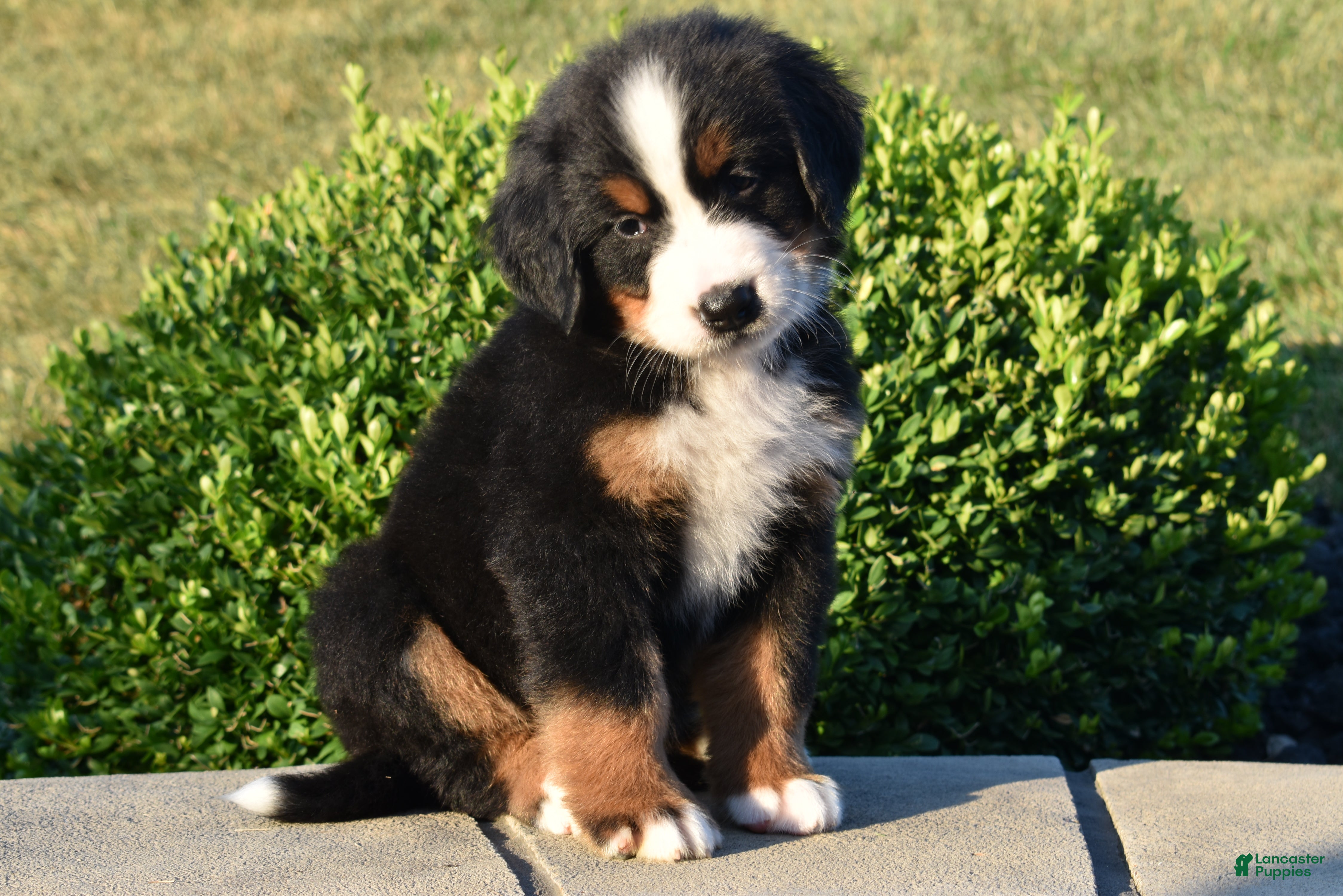 Bernese Mountain Dog dogs Sam - Ad 1
