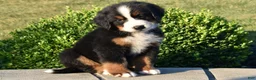 Bernese Mountain Dog dogs for sale: Sam - Ad 1