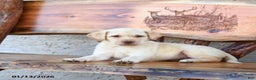 Labrador Retriever dogs for sale: Zairey - Ad 5