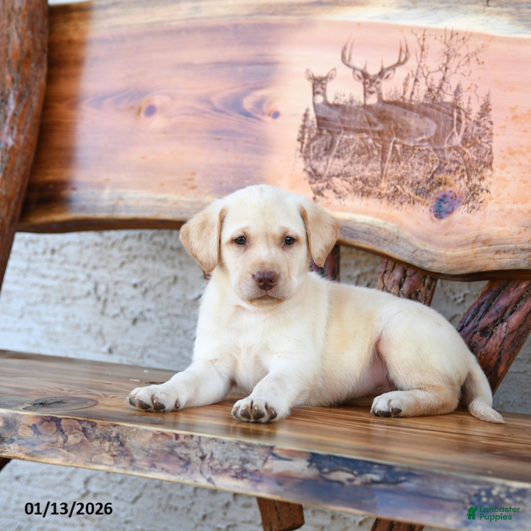 Labrador Retriever dogs for sale: Zairey - Ad 5