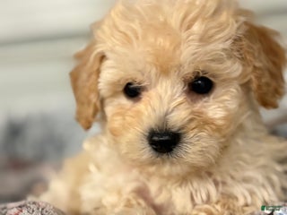 Bichpoo dogs Baxter - Ad 28