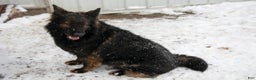German Shepherd dogs for sale: Cersi - Ad 3
