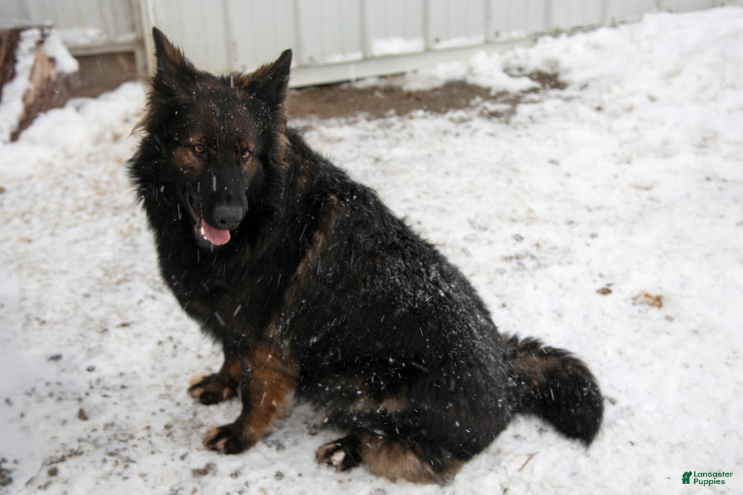 German Shepherd dogs for sale: Cersi - Ad 3